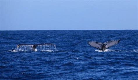 Excursion Ballenas Jorobada 2023 desde Samana Tours