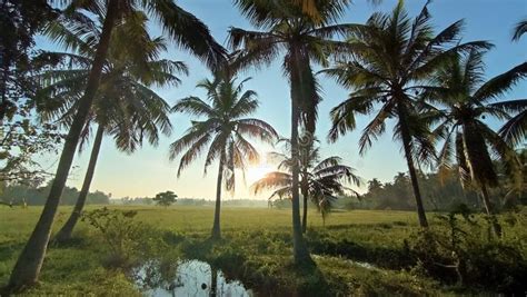 Coconut Palm Trees Near The Paddy Fields Stock Photo Image Of Tree