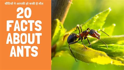 20 Interesting Facts About Ants Youtube