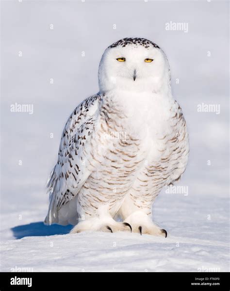 Snowy Owl Standing On Snow Stock Photo Alamy