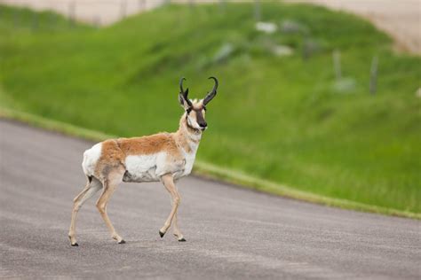 This New App Tracks Pronghorn Migration Routes To Improve Conservation