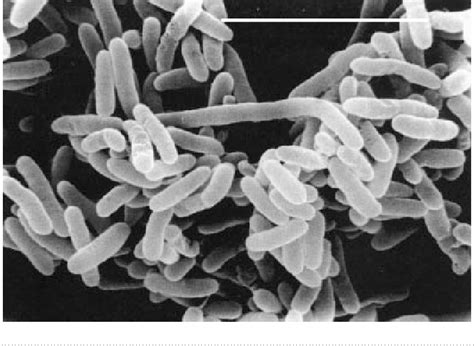 Figure 1 from Shewanella frigidimarina and Shewanella livingstonensis ...