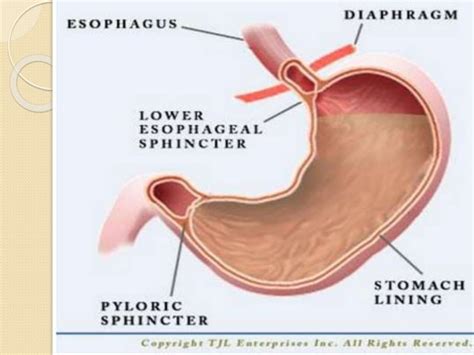 function  stomach pptx digestive disorders diseases  conditions