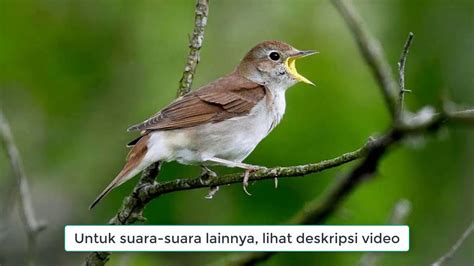 Burung Pelanduk Semak Homecare