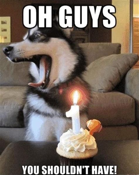 29 Funniest Happy Birthday Dog Meme - Happy Birthday Meme