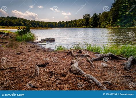 Swamp Marsh Summer Stock Photo Image Of Landscape Lake 130670764