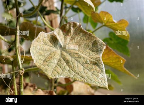 Spider Mite Colony Tetranychus On Cucumber Plant Covered With Microscopic Web Of Spider Mites