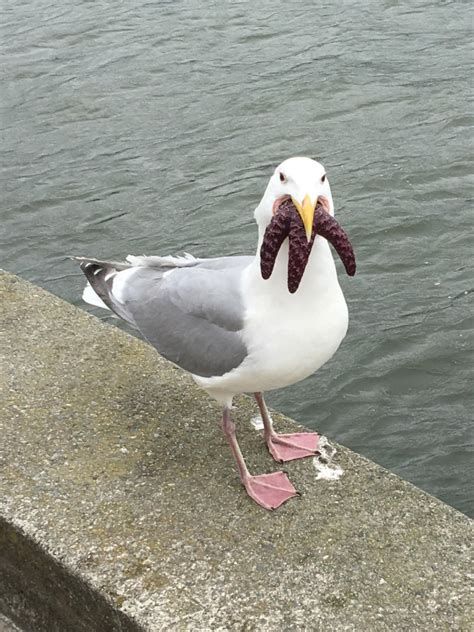 Seagulls Eating Starfish Look Horrifying - Funny Wallpaper 7