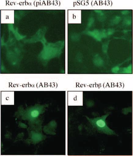 Subcellular Localization Of Rev Erbα And Rev Erbβ The Location Of The