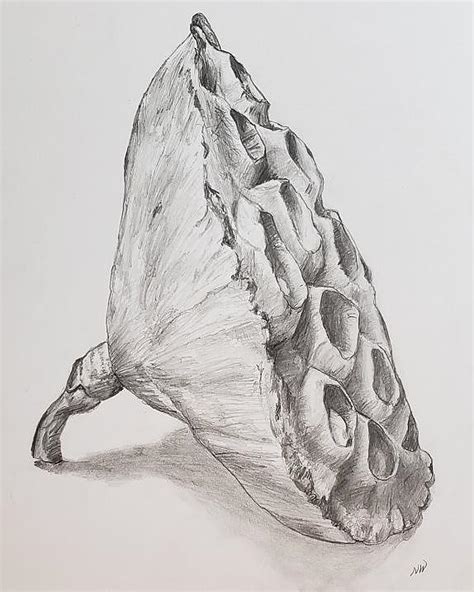 Lotus Seed Pod Drawing By Nancy Wilt Fine Art America