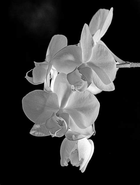 White Orchid on Black Background Stock Photo - Image of bloom, flower ...