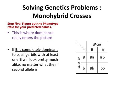 Ppt Solving Genetics Problems Monohybrid Crosses Powerpoint