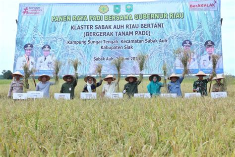 Produksi Padi Di Riau Terus Meningkat Antara News