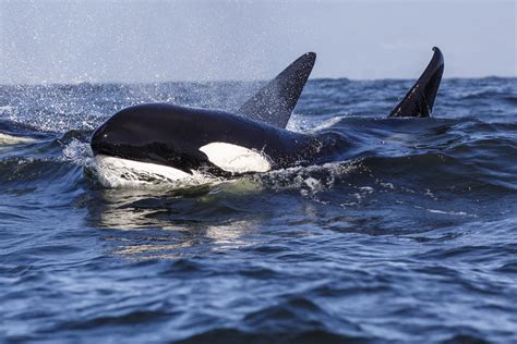 Bigg S Transient Killer Whale Orcinus Orca Monterey Bay C Flickr