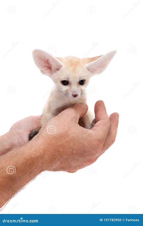 Pretty Fennec Fox Cub On White Background Stock Photo Image Of