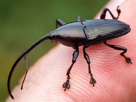 Amazon Rainforest Insects Photos Info Thinkjungle