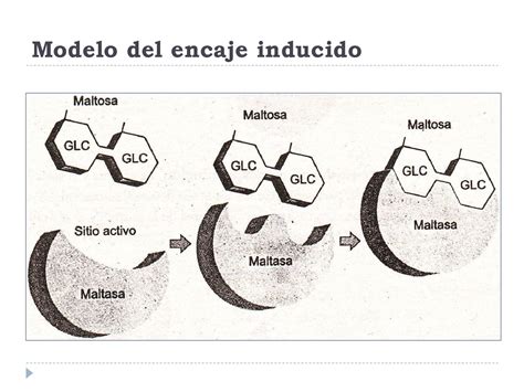 Enzimas By Julio C Sar V Squez Gonzales Issuu