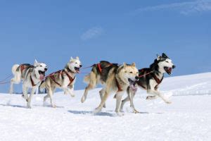 Tudo Sobre A Ra A Husky Siberiano Toca Do Bicho