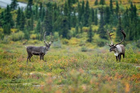 What's the Difference Between Reindeer and Caribou?