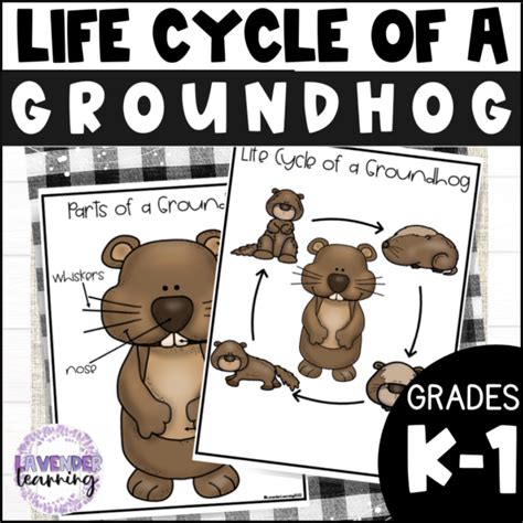 Life Cycle of a Groundhog Activities, Worksheets, Booklet - Groundhog ...