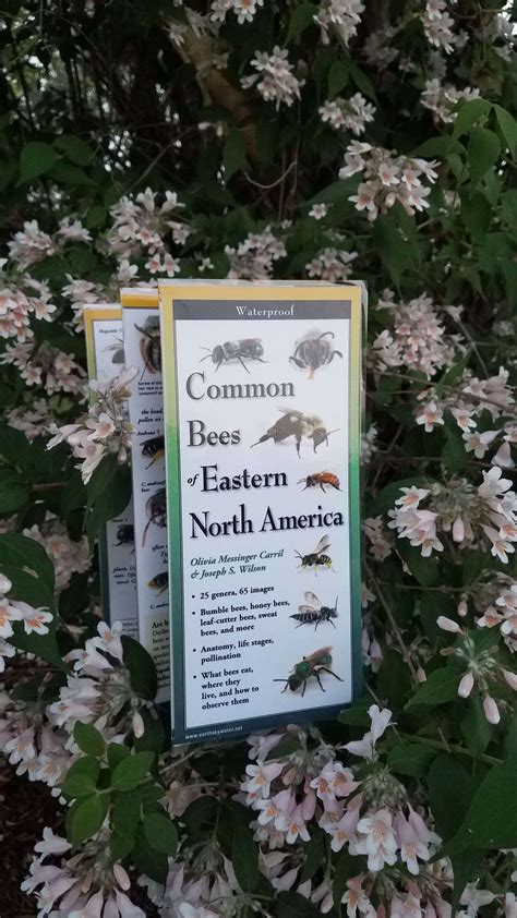 Common Bees of Eastern North America - Quark!