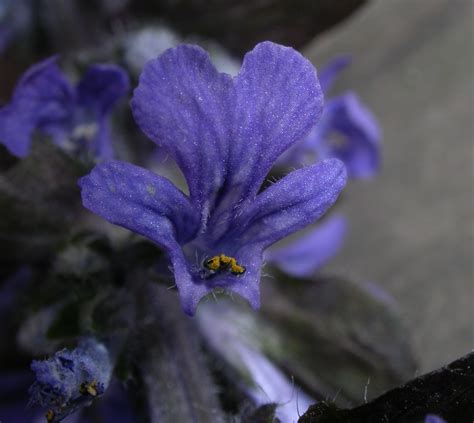 Ajuga Reptans Lamiaceae Image 161684 At PhytoImages Siu Edu