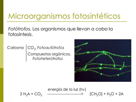 (PDF) Microorganismos fotosintéticos