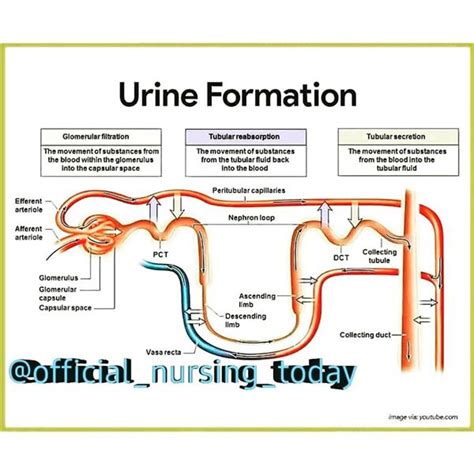 Urine Formation Diagram