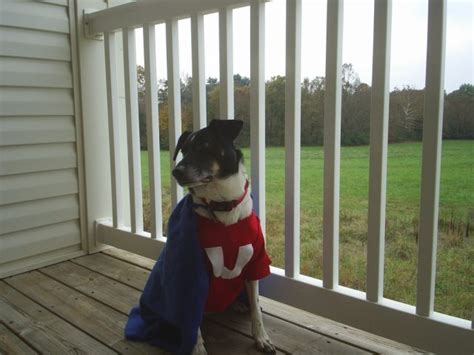 DIY Underdog Dog Costume - Costume Yeti