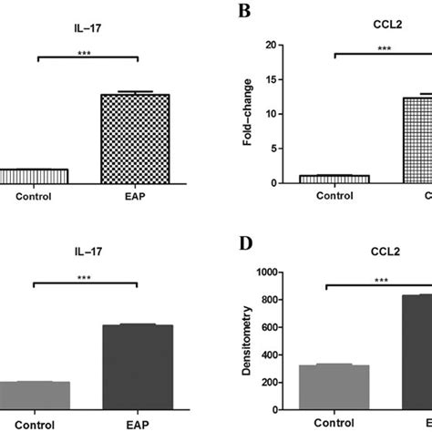 High Expression Of Il‑17 And Ccl2 In Prostate Tissues Of Rats