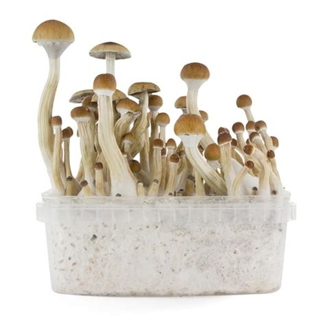 B Magic Mushrooms Grow Kit For Sale In The Uk