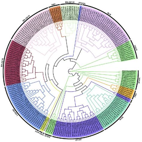 The Phylogenetic Tree Of Moso Bamboo Homeobox Genes The Phylogenetic