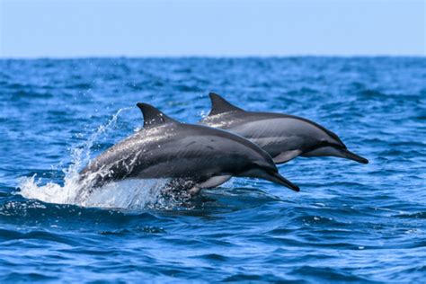 Spinner Dolphin Facts - CRITTERFACTS