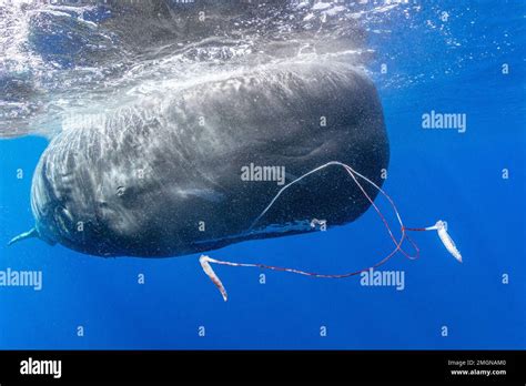 Dos Largos Tent Culos De Calamar Gigante Utilizados Para Agarrar