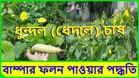 Luffa Gourds Cultivation Grow Sponge Gourd Plant Care Of Sponge