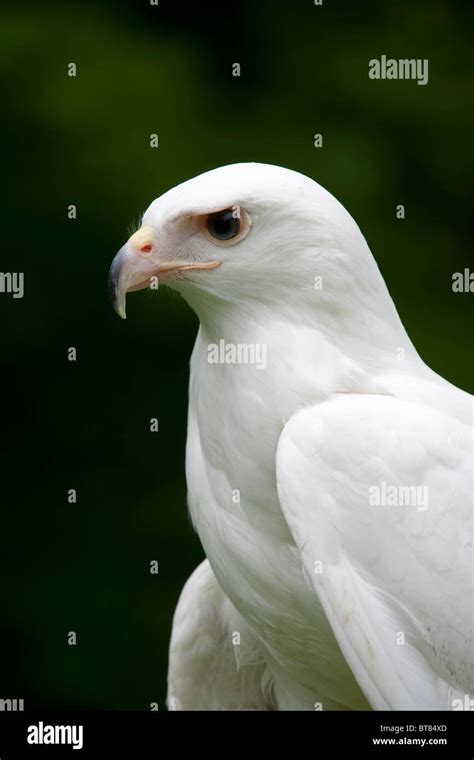 Albino vogel Fotos und Bildmaterial in hoher Auflösung Alamy