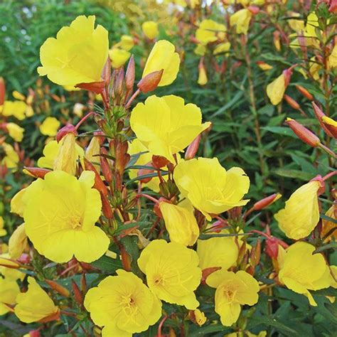 Oenothera Fructicosa Fireworks OenothÈre Common Sundrops