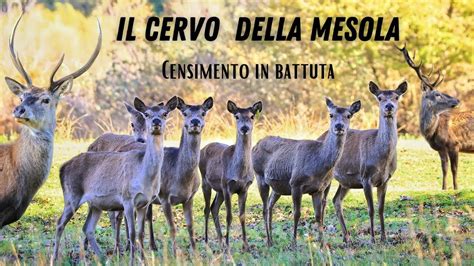 Censimento In Battuta Al Cervo Riserva Naturale Bosco Della Mesola