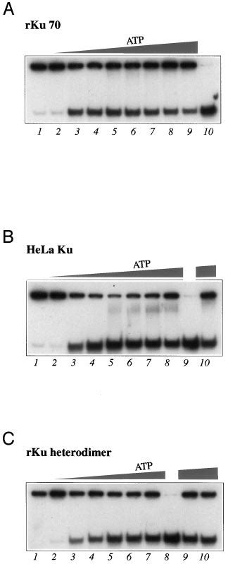 Dependence Of Helicase Activity On ATP Concentration Helicase Assays