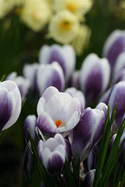 Crocus Chrysanthus Prins Claus Michael Camphausen