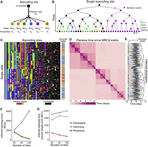 Quantitative Fate Mapping A General Framework For Analyzing Progenitor