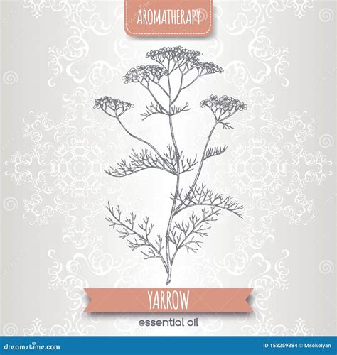 Dibujo Yarrow Aka Achillea Millefolium Sobre Un Elegante Fondo De Encaje Ilustración Del Vector