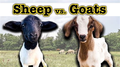 I Raised Goats For A Year And This Surprised Me 🤯 Homesteading Farming Sheep Goat Comparison