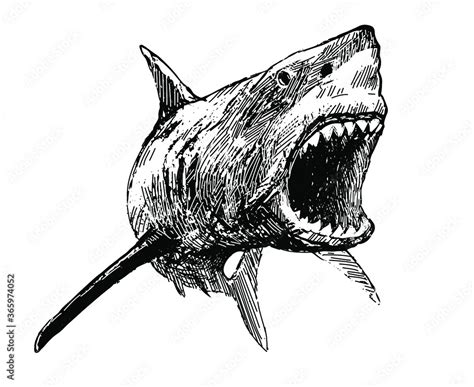 Shark with open mouth - vector image. Attacking great white shark with ...