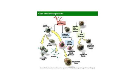 Kako Funkcioni E Na Imunolo Ki Sistem Moj Imunitet