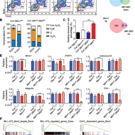 Loss Of Men1 Versus Mll1 Mll2 Shows Different Cellular And Molecular Download Scientific