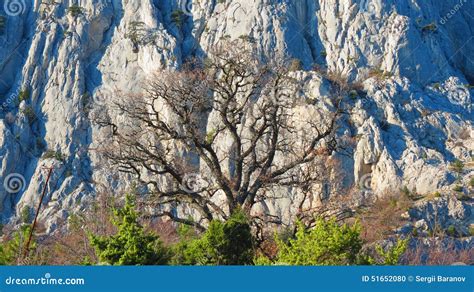 Naked Tree On Grey Mountain Background Stock Photo Image Of Branches