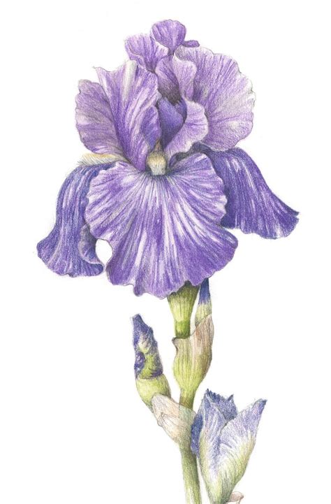 Pin Von Irene Sowards Auf IRISES Botanische Zeichnung Blumen Kunst