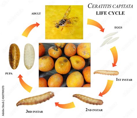 Mediterranean fruit fly or medfly, Ceratitis capitata, is the dangerous pest of citrus trees in ...