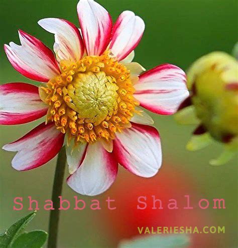 Shabbat Shalom 2 Septembre 2022 Michelle Dastier De La Vigerie